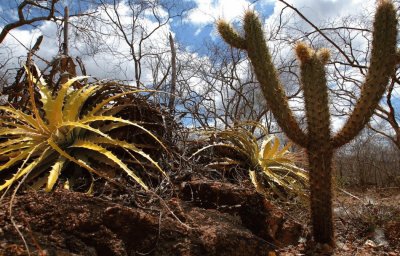 Caatinga