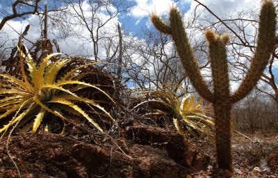 Caatinga jigsaw puzzle