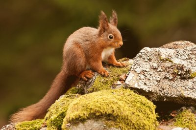 squirrel jigsaw puzzle