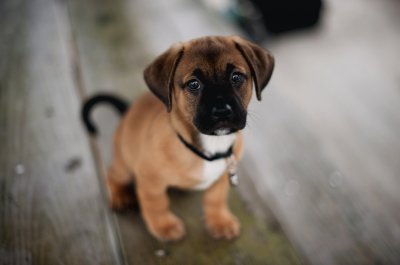 puppy jigsaw puzzle