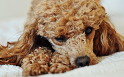 Poodle jigsaw puzzle