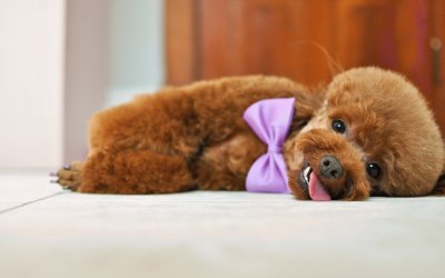 Poodle jigsaw puzzle