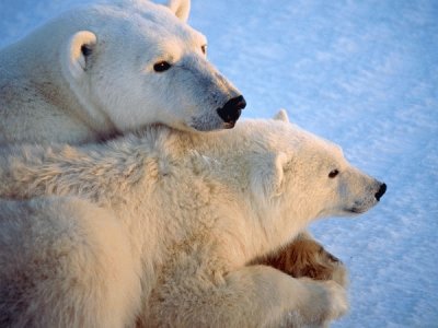 פאזל של osos polares