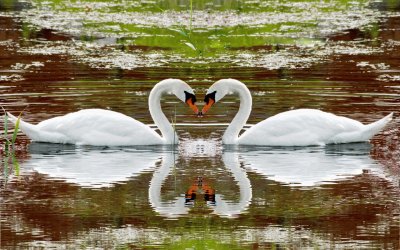 cisnes jigsaw puzzle