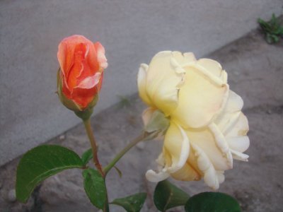 mis rosas