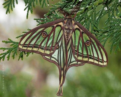 Mariposa Isabelina (Actias  Isabellae) jigsaw puzzle