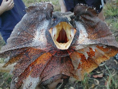 Lagarto volador - Australia