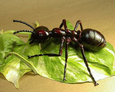 פאזל של Hormiga (Formicidae)
