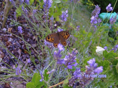 papillon des Vosges