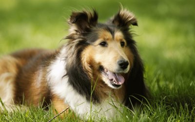 collie jigsaw puzzle