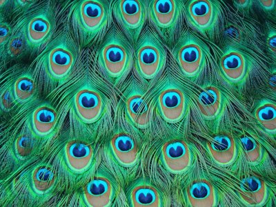 plumas de pavo