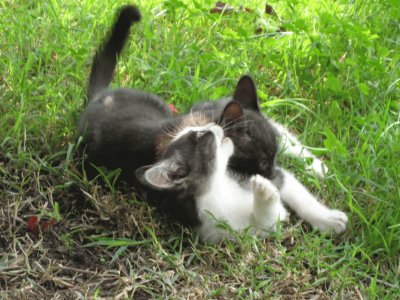 פאזל של CATS: NERONE TARZAN