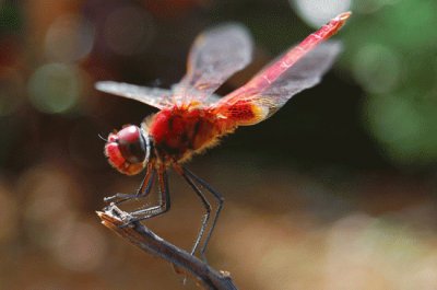 Libellula jigsaw puzzle