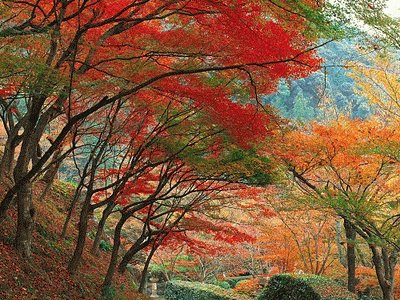 otoÃ±o jigsaw puzzle