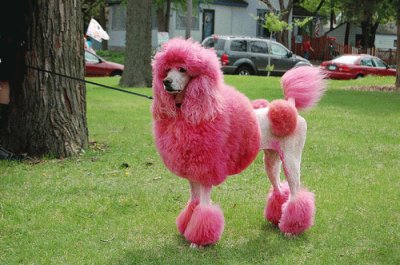 french poodle