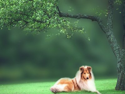 collie jigsaw puzzle