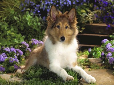 collie jigsaw puzzle