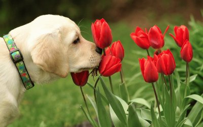 retriever jigsaw puzzle