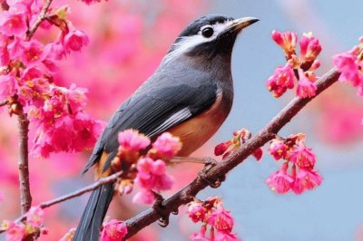 bird jigsaw puzzle