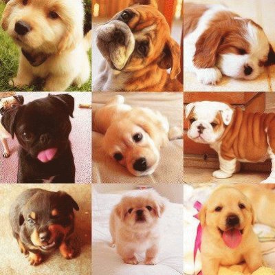 dogs