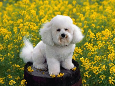 פאזל של bichon frisÃ©