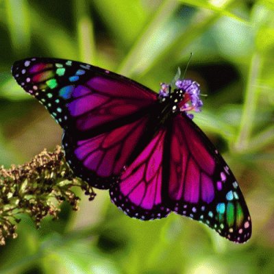 butterfly jigsaw puzzle