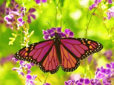 butterfly jigsaw puzzle