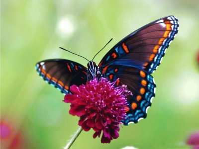 butterfly jigsaw puzzle