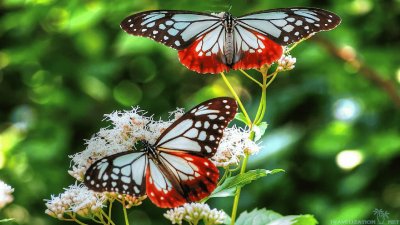 butterfly jigsaw puzzle