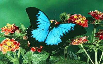 butterfly jigsaw puzzle