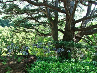 Fig tree Kirstenbosch jigsaw puzzle