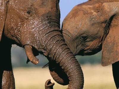 פאזל של elefantes