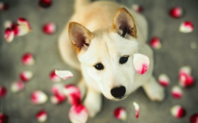 puppy jigsaw puzzle