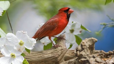 bird jigsaw puzzle