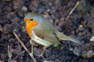 Robin 2 jigsaw puzzle