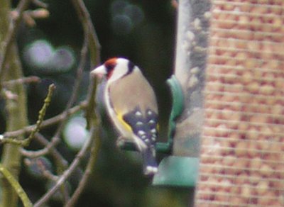 Goldfinch jigsaw puzzle