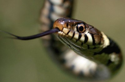 פאזל של snake