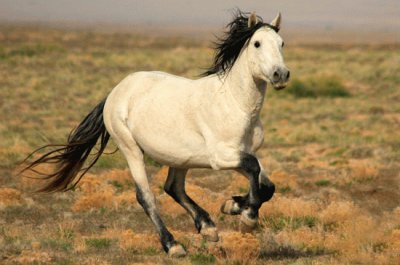 Horse jigsaw puzzle