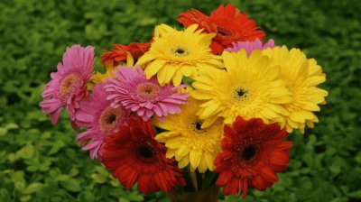 Gerberas jigsaw puzzle