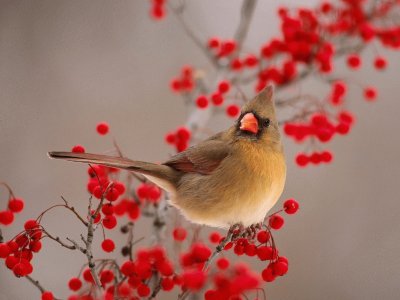 bird jigsaw puzzle