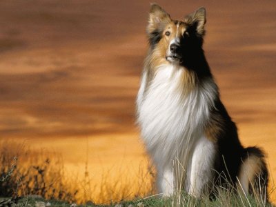 collie jigsaw puzzle