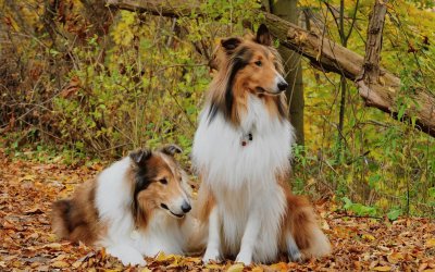 collie jigsaw puzzle