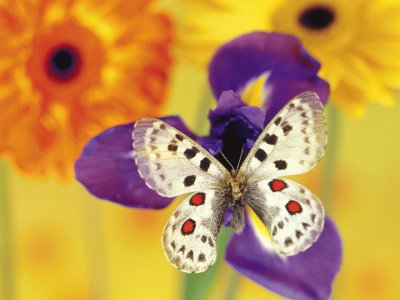 mariposa jigsaw puzzle