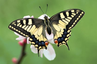 פאזל של mariposa