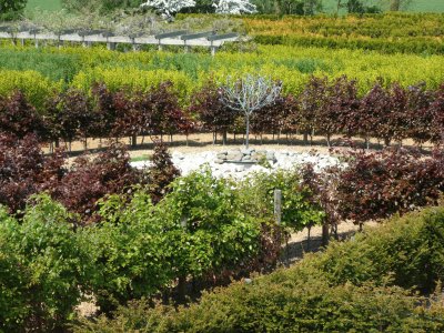 hedge maze