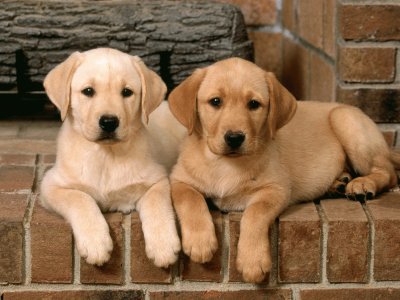 Double-Trouble-Labrador-Retrievers jigsaw puzzle