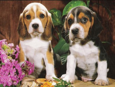 Beagle jigsaw puzzle