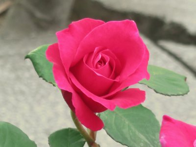 rose