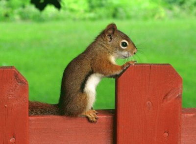 Squirel jigsaw puzzle