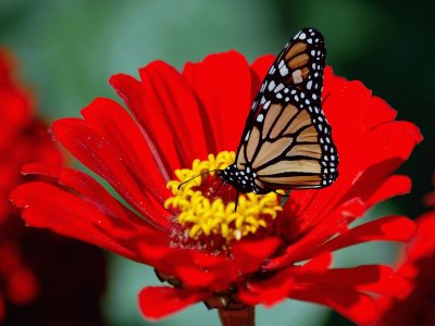 פאזל של mariposa en una flor